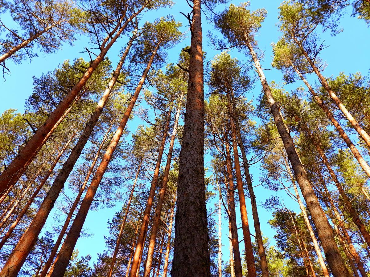 Atputas Vieta Braltirumi
